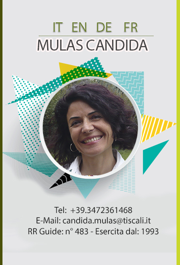 Mulas Candida